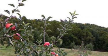 Карликовые деревья для сада (38 фото): особенности Карликовые фруктовые деревья